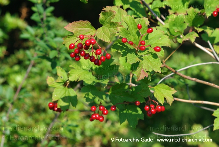 Gewöhnlicher Schneeball (Viburnum opulus)
15. 7. 2007. Berlin. Flora. Pflanzen. Strauch. Sträucher. Gewöhnliche Schneeball (Viburnum opulus) Rote Beeren
Schlüsselwörter: 2007;Beeren;Berlin;Flora;Gewöhnlicher Schneeball;Pflanzen;Strauch;Sträucher;Viburnum opulus