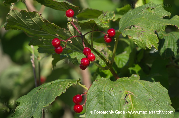 Gewöhnlicher Schneeball (Viburnum opulus)
15. 7. 2007. Berlin. Flora. Pflanzen. Strauch. Sträucher. Gewöhnliche Schneeball (Viburnum opulus) Rote Beeren
Schlüsselwörter: 2007;Beeren;Berlin;Flora;Gewöhnlicher Schneeball;Pflanzen;Strauch;Sträucher;Viburnum opulus