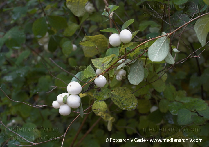  Gewöhnliche Schneebeere
25. 10. 2009. Berlin. Flora. Pflanzen. Strauch. Stäucher. Blüten. Früchte. Geissblattgewächse ( Caprifoliaceae) 
Gewöhnliche Schneebeere (Symphoricarpos albus)
Schlüsselwörter: Blüten;Caprifoliaceae;Flora;Früchte;Geissblattgewächse;Gewöhnliche Schneebeere;Natur;Pflanzen;plants;Strauch;2009;Berlin;Sträucher