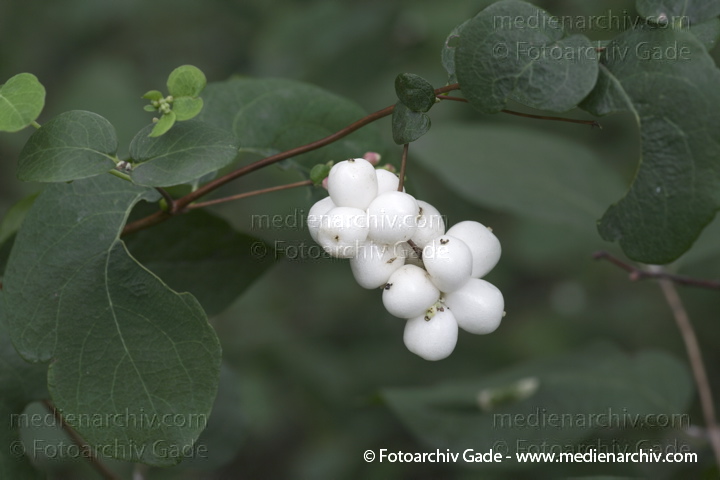  Gewöhnliche Schneebeere
19. 9. 2010. Berlin. Flora. Pflanzen. Strauch. Stäucher. Blüten. Früchte. Geissblattgewächse ( Caprifoliaceae) 
Gewöhnliche Schneebeere (Symphoricarpos albus)
Schlüsselwörter: Blüten;Caprifoliaceae;Flora;Früchte;Geissblattgewächse;Gewöhnliche Schneebeere;Natur;Pflanzen;plants;Strauch;2010;Berlin;Sträucher