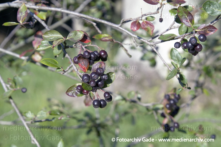Schwarze Apfelbeere (Aronia melanocarpa)
24. 9. 2005. Polen. Insel Wollin. Wolin. Warnowo. Flora Pflanzen. Schwarze Apfelbeere (Aronia melanocarpa)
Schlüsselwörter: 2005;Aronia melanocarpa;Flora;Natur;Pflanzen;plants;Polen;Schwarze Apfelbeere;Strauch;Sträucher;Wolin