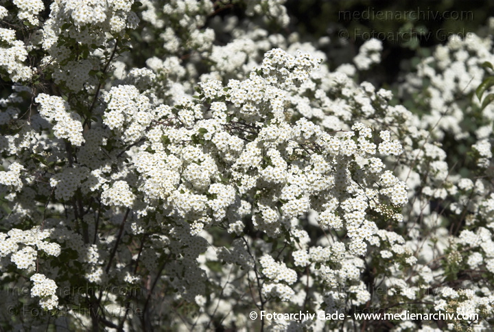 Spierre. Spiraea spec. 
1. 5. 2007. Berlin. Flora. Pflanzen. Frühling. Spierre (Spiraea spec.).   Rosengewächse (Rosaceae).
Schlüsselwörter: Flora;Frühling;Natur;Pflanzen;plants;Strauch;2007;Berlin;Sträucher