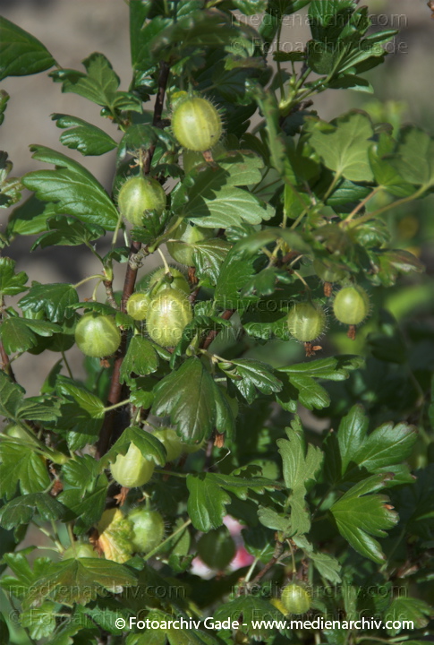   
5. Juni 2008. Mecklenburg-Vorpommern. Carwitz. Flora. Pflanzen. Strauch. Stachelbeeren.
Schlüsselwörter: Feldberger Seenlandschaft;Flora;Mecklenburg-Vorpommern;Natur;Pflanzen;plants;Strauch;2008;Carwitz;Sträucher
