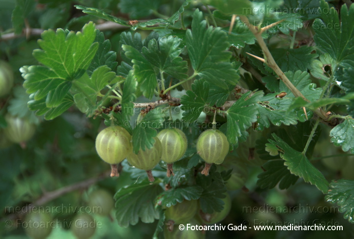 Stachelbeere (Ribes uva-crispa). Stachelbeerengewächse (Grossulariaceae)
11. 7. 2009.  Flora.  Pflanzen. Strauch. Sträucher. Strauch. Stachelbeere (Ribes uva-crispa). Stachelbeerengewächse (Grossulariaceae)  Früchte
Schlüsselwörter: 2009;Flora;Mecklenburg-Vorpommern;Natur;Pflanzen;plants;Strauch;Sträucher