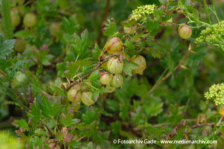 Juli 2011.  Mecklenburg-Vorpommern. Carwitz. Garten. Flora. Pflanzen. Strauch Sträucher. Stachelbeeren. Früchte. Ribes uva-crispa oder Ribes grossularia. Stachelbeergewächs  (Grossulariaceae)
Schlüsselwörter: Carwitz;Flora;Frucht;Früchte;Mecklenburg-Vorpommern;Natur;Obst;Pflanzen;plants;Ribes uva-crispa;Strauch;2011;Blüten;Sträucher