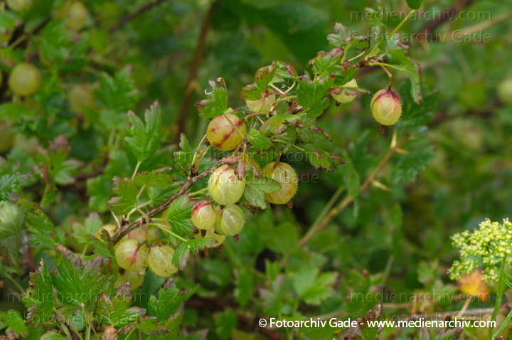Juli 2011.  Mecklenburg-Vorpommern. Carwitz. Garten. Flora. Pflanzen. Strauch Sträucher. Stachelbeeren. Früchte. Ribes uva-crispa oder Ribes grossularia. Stachelbeergewächs  (Grossulariaceae)
Schlüsselwörter: Carwitz;Flora;Frucht;Früchte;Mecklenburg-Vorpommern;Natur;Obst;Pflanzen;plants;Ribes uva-crispa;Strauch;2011;Blüten;Sträucher