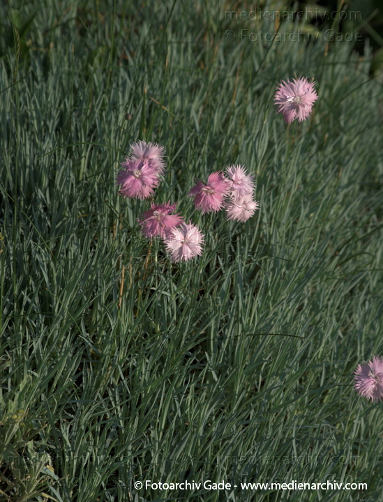 Blüten.
2009. Mecklenburg-Vorpommern. Carwitz. Flora. Pflanzen. Blüten.
Schlüsselwörter: Carwitz;Flora;Mecklenburg-Vorpommern;Natur;Pflanzen;plants;Strauch;2009;Blüten;Sträucher