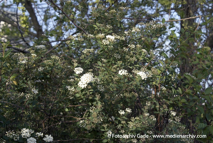 Japanische Strauch-Spiere. Spirea nipponics
22. 4. 2007. Berlin. Flora. Pflanzen. Strauch. Sträucher. Frühling. Blüten. Japanische Strauch-Spiere (Spirea nipponica).   Rosengewächse (Rosaceae).
Schlüsselwörter: Blüten;Flora;Frühling;Natur;Pflanzen;plants;Strauch;2007;Berlin;Sträucher