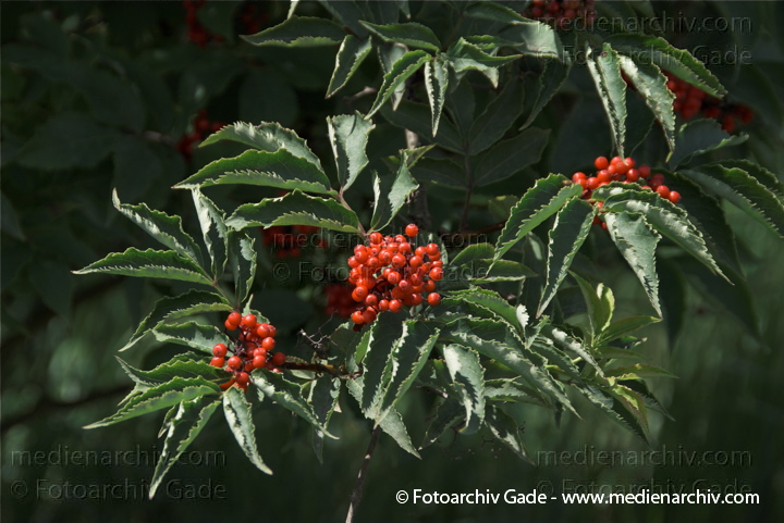 Trauben-Holunder. Sambucus racemosa.
21. 6. 2009. Berlin. Tegeler Forst. Flora. Pflanzen. Strauch Sträucher. Trauben-Holunder. Traubenholunder.   Geißblattgewächse
Schlüsselwörter: Caprifoliaceae;Flora;Geißblattgewächse;Hirsch-Holunder;Natur;Pflanzen;plants;Roter Holunder;Sambucus racemosa;Strauch;Sträucher;Trauben-Holunder;2009;Blüten;Traubenholunder