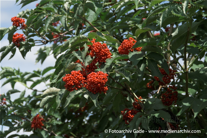 Trauben-Holunder. Sambucus racemosa.
21. 6. 2009. Berlin. Tegeler Forst. Flora. Pflanzen. Strauch Sträucher. Trauben-Holunder. Traubenholunder.   Geißblattgewächse
Schlüsselwörter: Caprifoliaceae;Flora;Geißblattgewächse;Hirsch-Holunder;Natur;Pflanzen;plants;Roter Holunder;Sambucus racemosa;Strauch;Sträucher;Trauben-Holunder;2009;Blüten;Traubenholunder