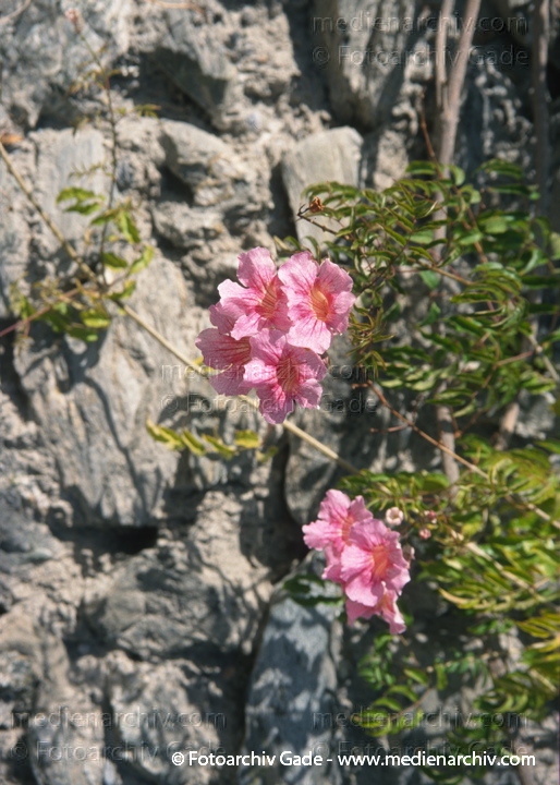 Rosa Trompetenwein (Podranea ricasoliana)
November 2000.  Spanien. Andalusien. Almunecar. Flora. Pflanzen. Rosa Trompetenwein (Podranea ricasoliana)
Schlüsselwörter: Podranea ricasoliana;Rosa Trompetenwein;Trompetenwein