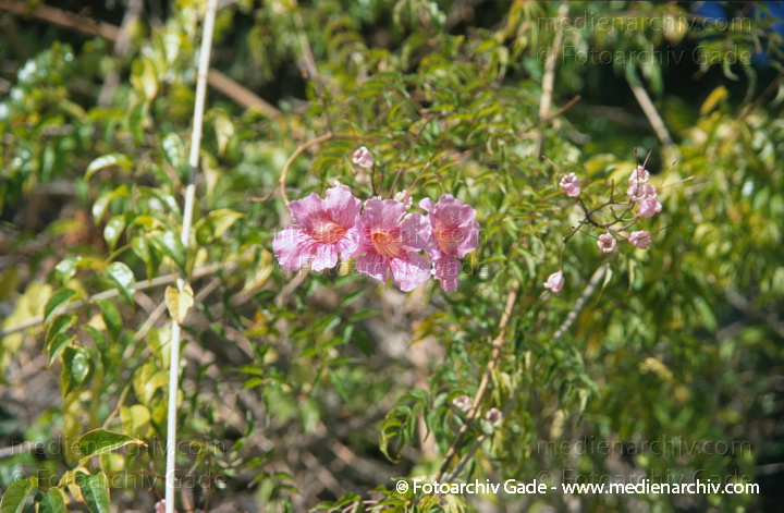 Rosa Trompetenwein (Podranea ricasoliana)
November 2000.  Spanien. Andalusien. Almunecar. Flora. Pflanzen. Rosa Trompetenwein (Podranea ricasoliana)
Schlüsselwörter: Rosa Trompetenwein;Podranea ricasoliana;Trompetenwein
