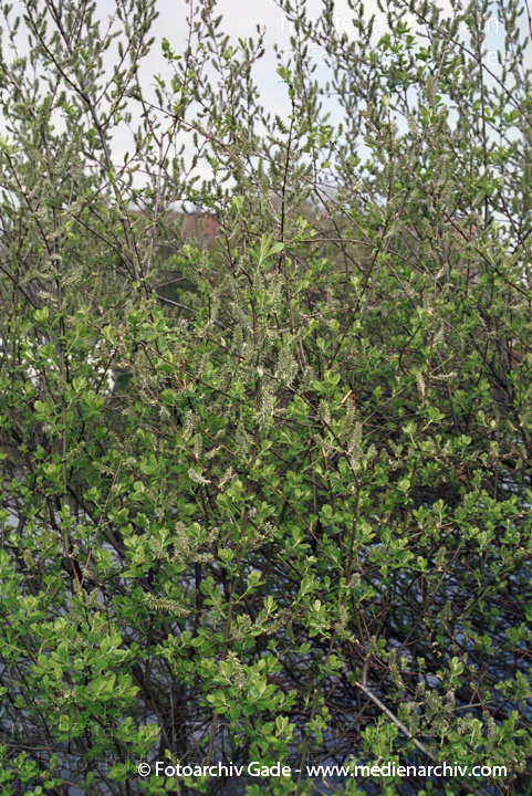 Mandel-Weide. Salix triandra.
21. April 2002.  Berlin. Flora. Pflanzen. Strauch. Sträucher. Baum. Bäume. Mandel-Weide (Salix triandra).
Schlüsselwörter: Berlin;Deutschland;Flora;Mandel-Weide;Natur;Pflanzen;plants;Strauch;2002;Baum;Sträucher