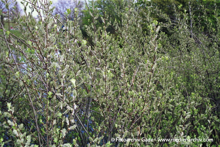 21. April 2002.  Berlin. Flora. Pflanzen. Strauch. Sträucher. Baum. Bäume. Mandel-Weide (Salix triandra).
Schlüsselwörter: Berlin;Deutschland;Flora;Mandel-Weide;Natur;Pflanzen;plants;Strauch;2002;Baum;Sträucher