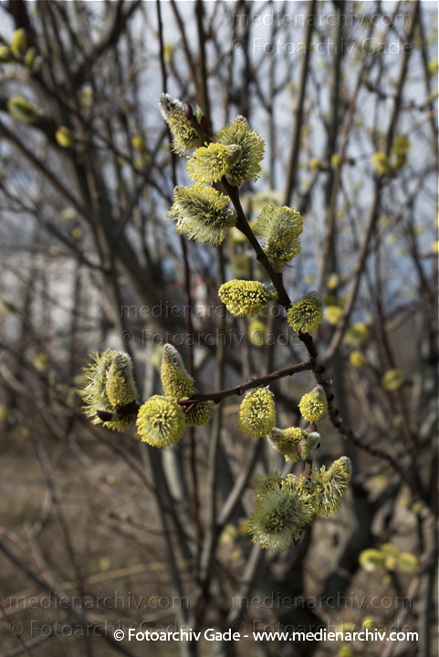 Pflanzen
2009. Berlin. Frühling. Flora. Pflanzen. Blüten. Strauch. Sträucher. Kätzchen an der Weide.
Schlüsselwörter: Blüten;Flora;Frühling;Kätzchen;Natur;Pflanzen;plants;Strauch;Sträucher;2009;Berlin;Weide