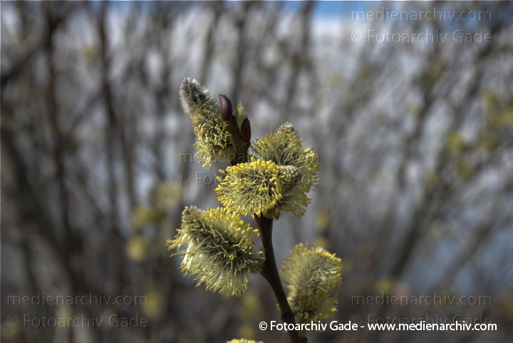 Pflanzen
2009. Berlin. Frühling. Flora. Pflanzen. Blüten. Strauch. Sträucher. Kätzchen an der Weide.
Schlüsselwörter: Blüten;Flora;Frühling;Kätzchen;Natur;Pflanzen;plants;Strauch;Sträucher;2009;Berlin;Weide