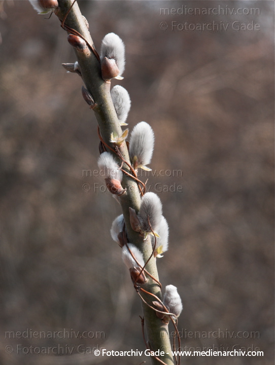   Weide. Salix
18. 03.2010. Flora. Strauch. Sträucher. Weide. Salix
Schlüsselwörter: Natur;Pflanzen;plants;Salix;Strauch;Sträucher;2010;Flora;Weide