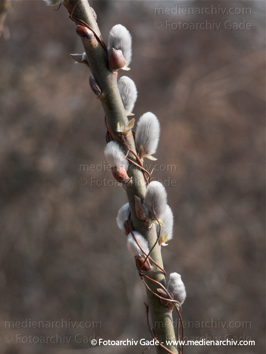   Weide. Salix
18. 03.2010. Flora. Strauch. Sträucher. Weide. Salix
Schlüsselwörter: Natur;Pflanzen;plants;Salix;Strauch;Sträucher;2010;Flora;Weide