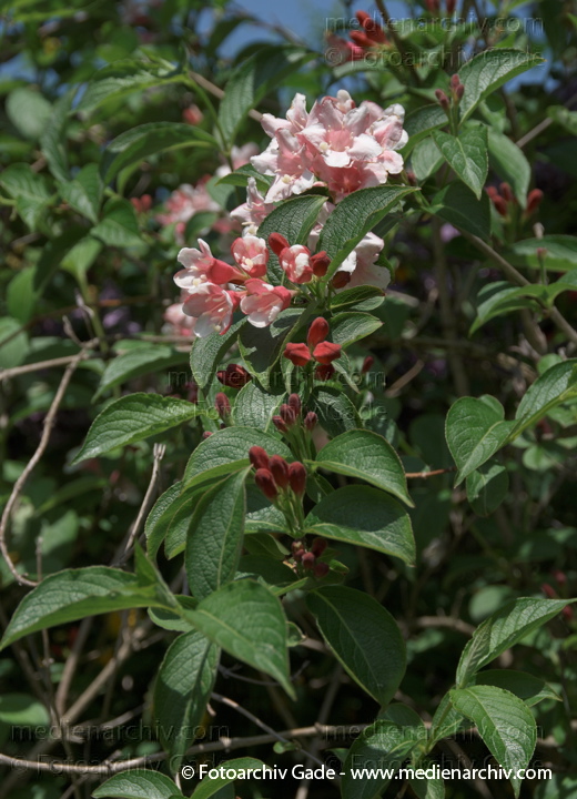 Weigelien (Weigela, Weigelia)
10. 5. 2009. Berlin. Flora. Pflanzen. Blüten. Weigelien (Weigela, Weigelia)
Schlüsselwörter: 2009;Berlin;Blüte;Flora;Natur;Pflanzen;plants;Strauch;Sträucher;Weigela;Weigelia;Weigelien