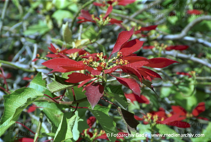 Weihnachtsstern (Euphorbia pulcherrima)
Februar 2002. Flora.  Pflanzen. Strauch. Sträucher. Weihnachtsstern (Euphorbia pulcherrima)
Schlüsselwörter: 2002;Andalusien;Blüte;Euphorbia pulcherrima;Flora;Natur;Pflanze;Pflanzen;plants;Spanien;Strauch;Sträucher;Weihnachtsstern