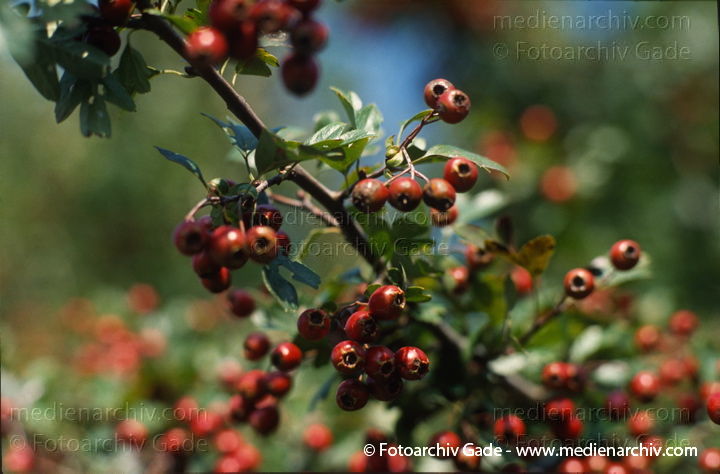 1994. Berlin - Flora. Pflanzen. Strauch. Sträucher. Weissdorn.  Die Weißdorne (Crataegus) sind eine Gattung von Sträuchern oder kleinen Bäumen der Kernobstgewächse (Pyrinae) innerhalb der Familie der Rosengewächse (Rosaceae).
Schlüsselwörter: Pflanzen;plants;Strauch;Flora;Natur;Sträucher