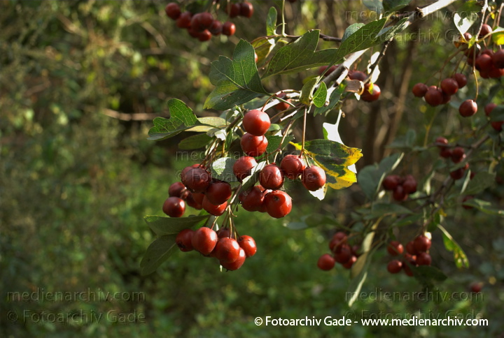 Weißdorne (Crataegus)
2007. Flora. Pflanzen. Strauch. Sträucher. Weißdorne (Crataegus)
Schlüsselwörter: 2007;Crataegus;Flora;Natur;Pflanzen;plants;Strauch;Sträucher;Weißdorn