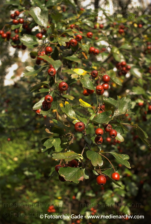 Weißdorne (Crataegus)
2007. Flora. Pflanzen. Strauch. Sträucher. Weißdorne (Crataegus)
Schlüsselwörter: 2007;Crataegus;Flora;Natur;Pflanzen;plants;Strauch;Sträucher;Weißdorn