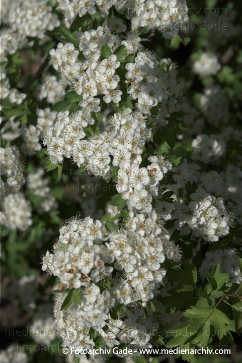 Blüten am Weissdornstrauch
1. 5. 2009. Berlin. Berlin-Mitte. Wedding. Am Nordufer. Flora. Pflanzen. Strauch Sträucher. Weisse Blüten am Weissdornstrauch, Weißdorne (Crataegus). Gattung: Kernobstgewächse (Pyrinae).    Rosengewächse
Schlüsselwörter: Blüten;Flora;Natur;Pflanzen;plants;Strauch;Sträucher;2009;Berlin;Weissdornstrauch