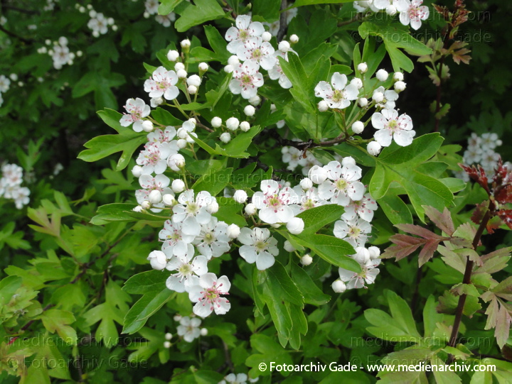Weißdorne (Crataegus)
28.  4. 2011. Berlin. Flora. Pflanzen. Strauch. Sträucher. Blühender Weissdorn. Weißdorne (Crataegus)
Schlüsselwörter: 2011;Berlin;Blüte;Crataegus;Flora;Natur;Pflanzen;plants;Strauch;Sträucher;Weissdorn