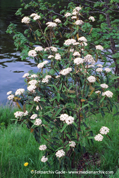  Pflanzen
Berlin. Tiergarten. Am Ufer des Berlin-Spandauer-Schiffahrtskanals. Flora. Pflanzen. Blüten.
Schlüsselwörter: Blüten;Flora;Natur;Pflanzen;plants;Strauch;2002;Berlin;Sträucher