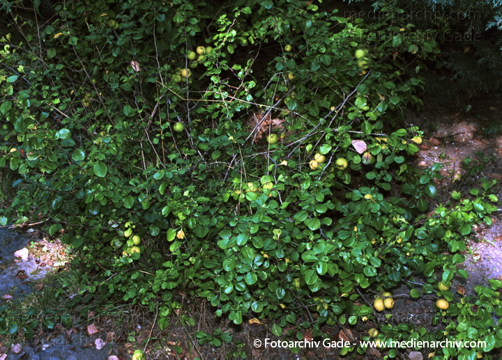 August 2001.   Flora. Pflanzen. Strauch. Sträucher. Quitte..
Schlüsselwörter: 2001;Deutschland;Flora;Natur;Pflanzen;plants;Strauch;Sträucher
