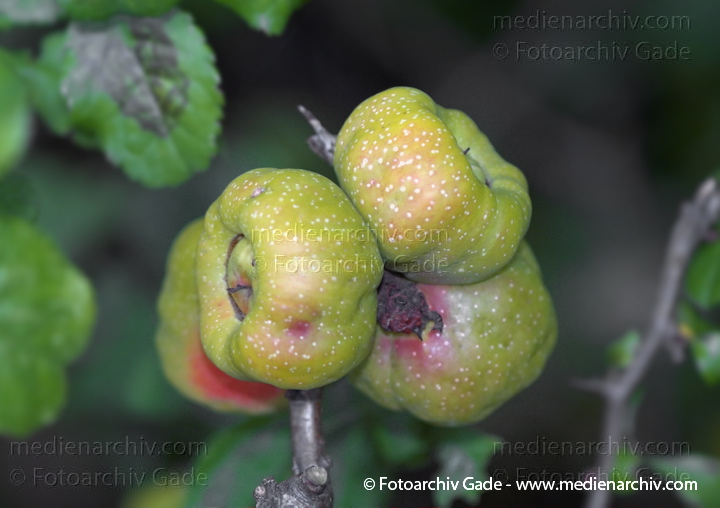 Zierquitten (Chaenomeles)
August 2005.  Berlin. Flora. Pflanzen. Strauch. Sträucher. Zierquitten (Chaenomeles)
Schlüsselwörter: 2005;Chaenomeles;Flora;Natur;Pflanzen;plants;Strauch;Sträucher;Zierquitten