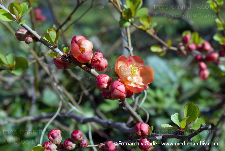 Japanische Zierquitte. Chaenomeles japonics
19.  5. 2007. Berlin. Flora. Pflanzen. Strauch. Sträucher. Japanische Zierquitte (Chaenomeles japonica).   Rosengewächse (Rosaceae).
Schlüsselwörter: 2007;Berlin;Blüte;Flora;Frühling;Natur;Pflanzen;plants;Strauch;Sträucher