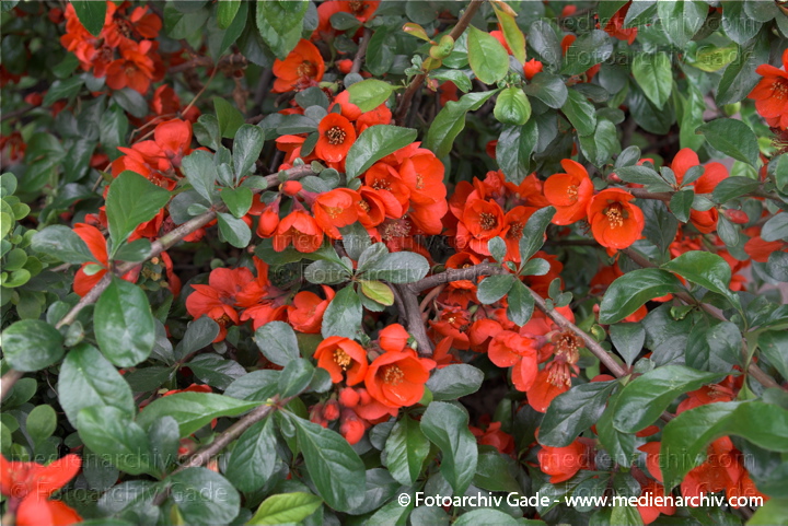 Zierquitten (Chaenomeles) mit roten Blüten
5. 5. 2010. Berlin. Flora. Pflanzen. Strauch. Sträucher. Zierquitten (Chaenomeles) mit roten Blüten
Schlüsselwörter: 2010;Blüte;Chaenomeles;Flora;Natur;Pflanzen;plants;Strauch;Sträucher;Zierquitten
