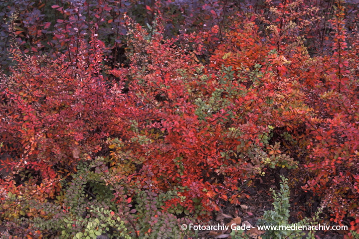 Zwergmispel. Thunbergs Berberitze. Berberis thunbergii
8.  10. 2006. Berlin. Flora. Pflanzen. Strauch. Sträucher. Thunbergs Berberitze (Berberis thunbergii).  Berberitzengewächse (Berberidaceae). Zwermispel.
Schlüsselwörter: Berlin;Blätter;Cotoneaster;Flora;Natur;Pflanzen;plants;Rosaceae;Rosengewächse;Strauch;Sträucher;Zwergmispel