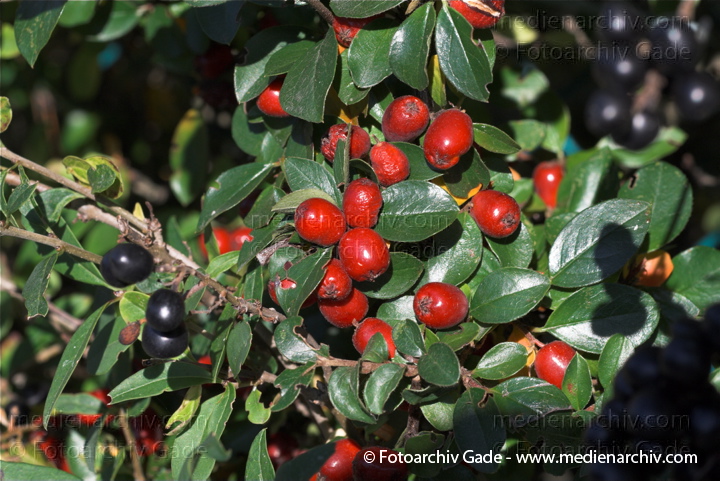 Zwergmispeln (Cotoneaster)
10.  10. 2010. Berlin. Flora. Pflanzen. Strauch. Sträucher.  Zwergmispeln (Cotoneaster)
Schlüsselwörter: 2010;Berlin;Cotoneaster;Flora;Natur;Pflanzen;plants;Strauch;Sträucher;Zwergmispeln