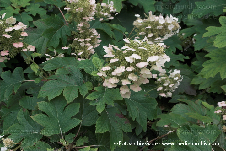 Eichenblättrige Hortensie (Hydrangea quercifolia)
26. 07. 2009. Strauch.Sträucher. Eichenblättrige Hortensie (Hydrangea quercifolia)
Schlüsselwörter: 2009;Eichenblättrige Hortensie;Flora;Hortensie;Hydrangea quercifolia;Natur;Pflanzen;plants;Strauch;Sträucher