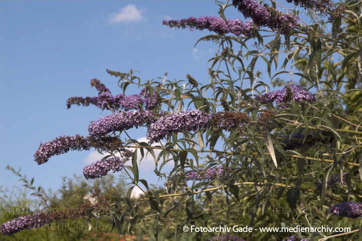 SchmetterlingsBuddleja davidii
9. 7. 2006. Berlin. Flora. Pflanzen. Schmetterlingsstrauch. Sommerflieder (Buddleja davidii).   Braunwurzgewächse (Scrophulariaceae).
Schlüsselwörter: Blüten;Flieder;Flora;Natur;Pflanzen;plants;Schmetterlingsstrauch;Sommerflieder;Strauch;2006;Berlin;Sträucher
