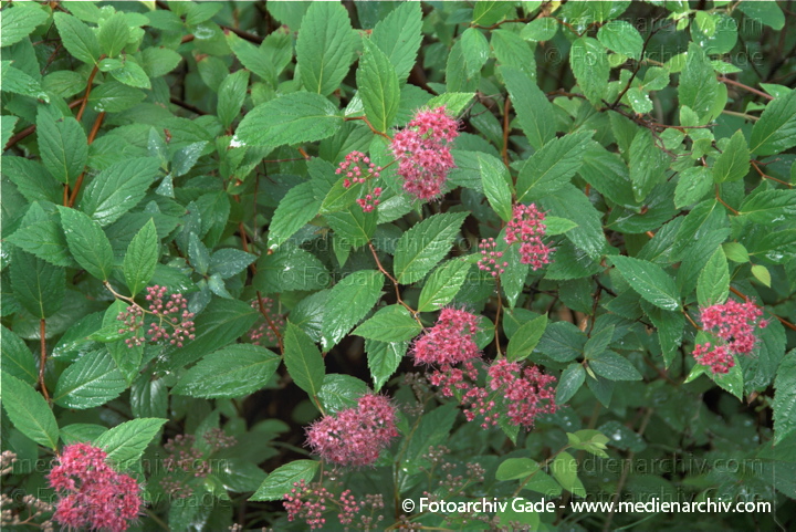 Japanischer Spierstrauch. Spiraea japonica oder Spiraea bumalda
31.  5. 2009. Berlin. Berlin-Mitte. Flora. Pflanzen. Blüten. Japanischer Spierstrauch. Spiraea japonica oder Spiraea bumalda
Schlüsselwörter: 2009;Berlin;Blüte;Flora;Japanischer Spierstrauch;Natur;Pflanzen;plants;Spierstrauch;Spiraea bumalda;Spiraea japonica;Strauch;Sträucher