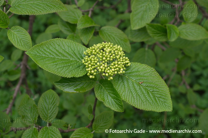 Wolliger Schneeball. Viburnum lantana
4. 4. 2014. Berlin. Flora. Pflanzen. Strauch. Sträucher. Wolliger Schneeball. Viburnum lantana
Schlüsselwörter: 2014;Berlin;Flora;Pflanzen;Strauch;Sträucher;Viburnum lantana;Wolliger Schneeball