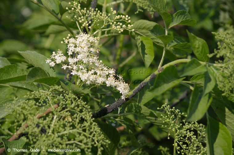 Blühender Holunder (Sambucus)
2014. Berlin. Pekinger Platz. Flora. Pflanzen. Strauch. Sträucher. Blühender Holunder (Sambucus) Fliederbeerbusch
Schlüsselwörter: 2014;Berlin;Blüte;Flora;Germany;Holunder;Pflanzen;Sambucus