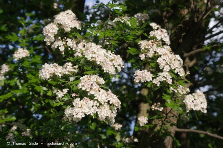 Blühender Weißdorn. Crataegus
2014. Berlin. Flora. Pflanzen. Strauch. Sträucher. Blühender Weißdorn. Crataegus. Kernobstgewächse (Pyrinae)
Schlüsselwörter: 2014;Berlin;Blüte;Crataegus;Flora;Germany;Pflanzen;Weißdorn