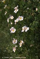 Flora-Stauch-Hundsrose-20080603-68.jpg