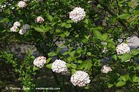 Dateiname=Flora-Strauch-20140413-136.jpg
Dateigröße=240KB
Abmessungen: 720x478
hinzugefügt am: 16. April 2014 Flora-Strauch-20140413-136.jpg