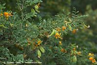 Flora-Strauch-BLasenstrauch-20070606-020.jpg