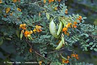 Flora-Strauch-BLasenstrauch-20070606-021.jpg