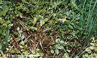 Flora-Strauch-BLaubeeren-20020706-08.jpg