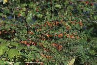 Flora-Strauch-Berberitze-20101003-53.jpg