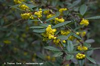 Flora-Strauch-Berberitze-20140404-108.jpg