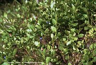 Flora-Strauch-Blaubeere-200107-09.jpg